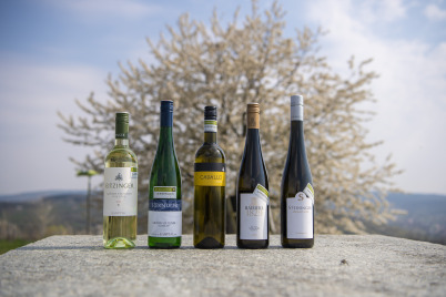 Langenloiser Weinchampions Frühjahr 2021