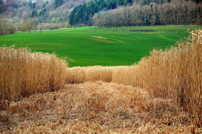 Kommt eigenes Biomasseheizwerk für zwei Kasernen im Waldviertel?