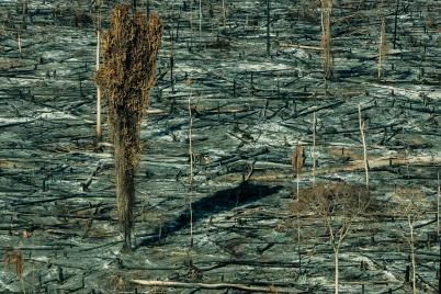 Bereits 907 Brände im Amazonas-Regenwald