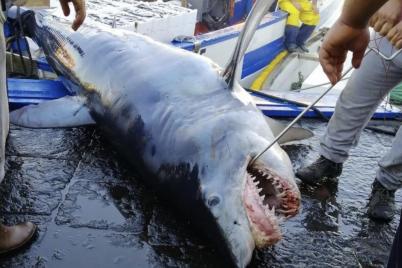 Illegale Jagd auf Haie und Rochen im Mittelmeer 