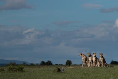 National Geographic WILD präsentiert neue Doku-Serie "Clans der Raubtiere" ab 27. August