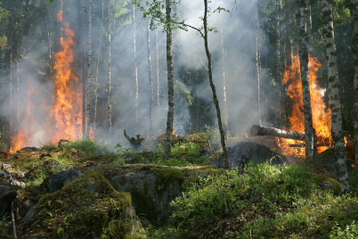 Hohe Temperaturen sorgen für hohe Waldbrandgefahr – Vorsicht in den Wäldern!