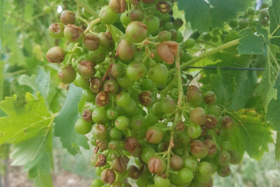 Hagelunwetter mit Schäden an Wiens Wein- und Gemüsekulturen