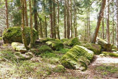 Inspiriert von den magischen Kräften der bezaubernden Schönheit des Waldviertels 